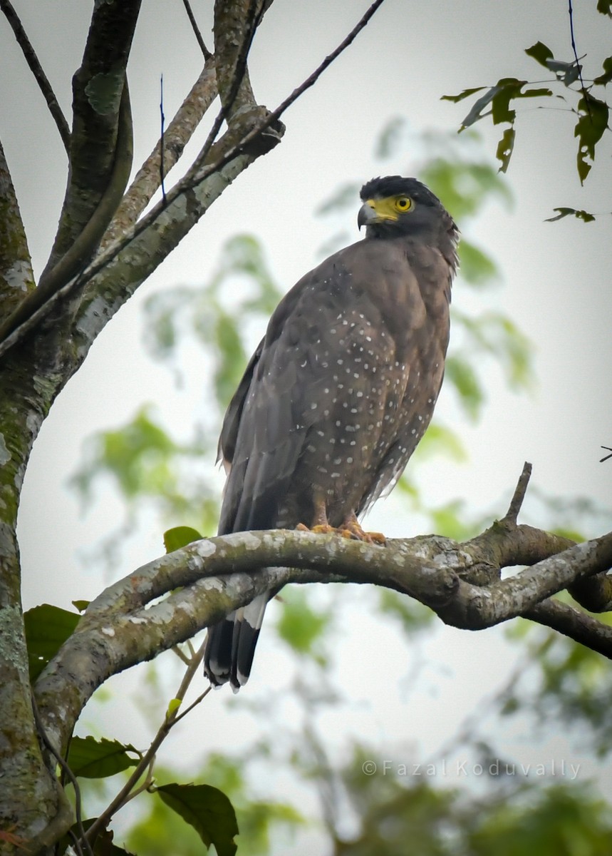 Crested Serpent-Eagle - ML274893911