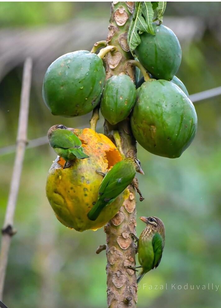 White-cheeked Barbet - ML274893981