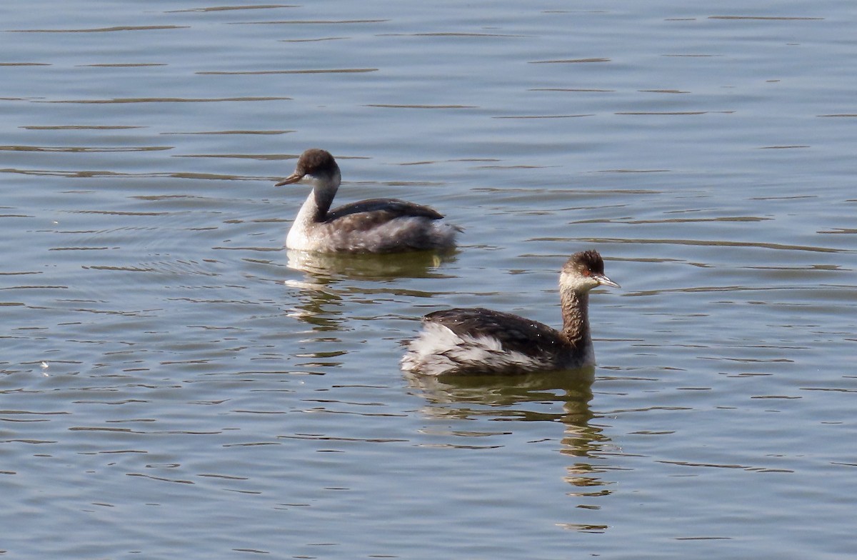 Eared Grebe - Petra Clayton