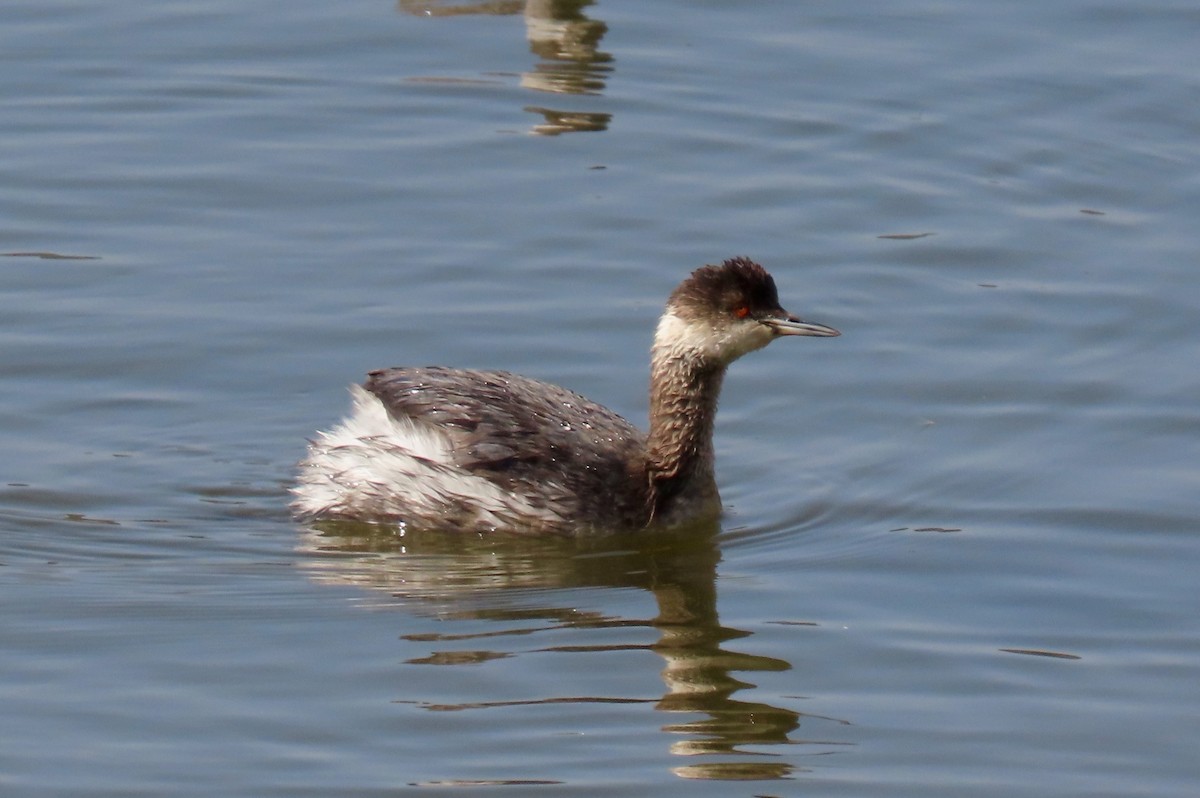 Eared Grebe - Petra Clayton