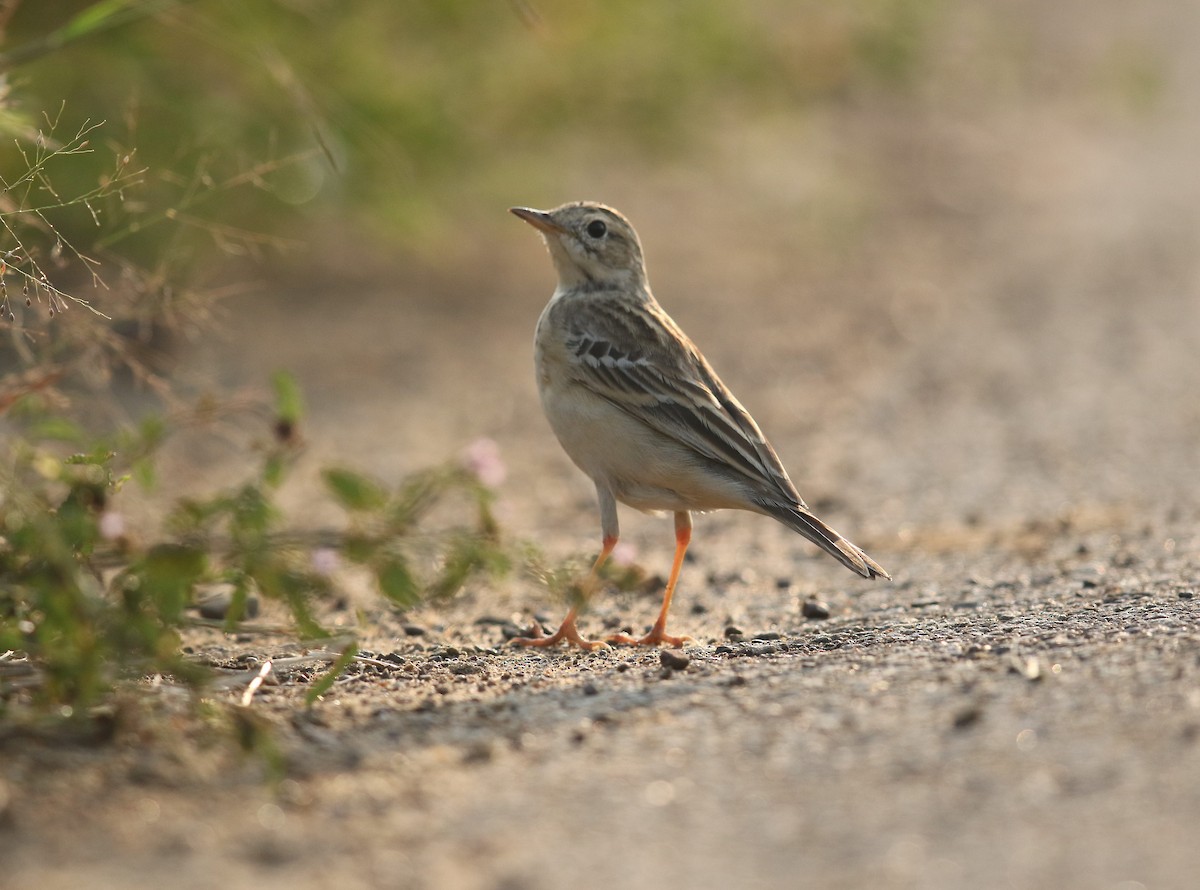 Годлевскийн шийхнүүхэй - ML274896761