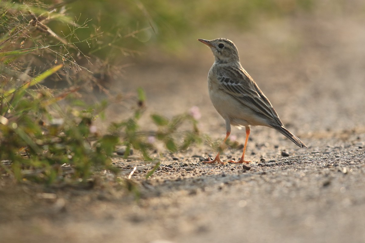 Годлевскийн шийхнүүхэй - ML274896791