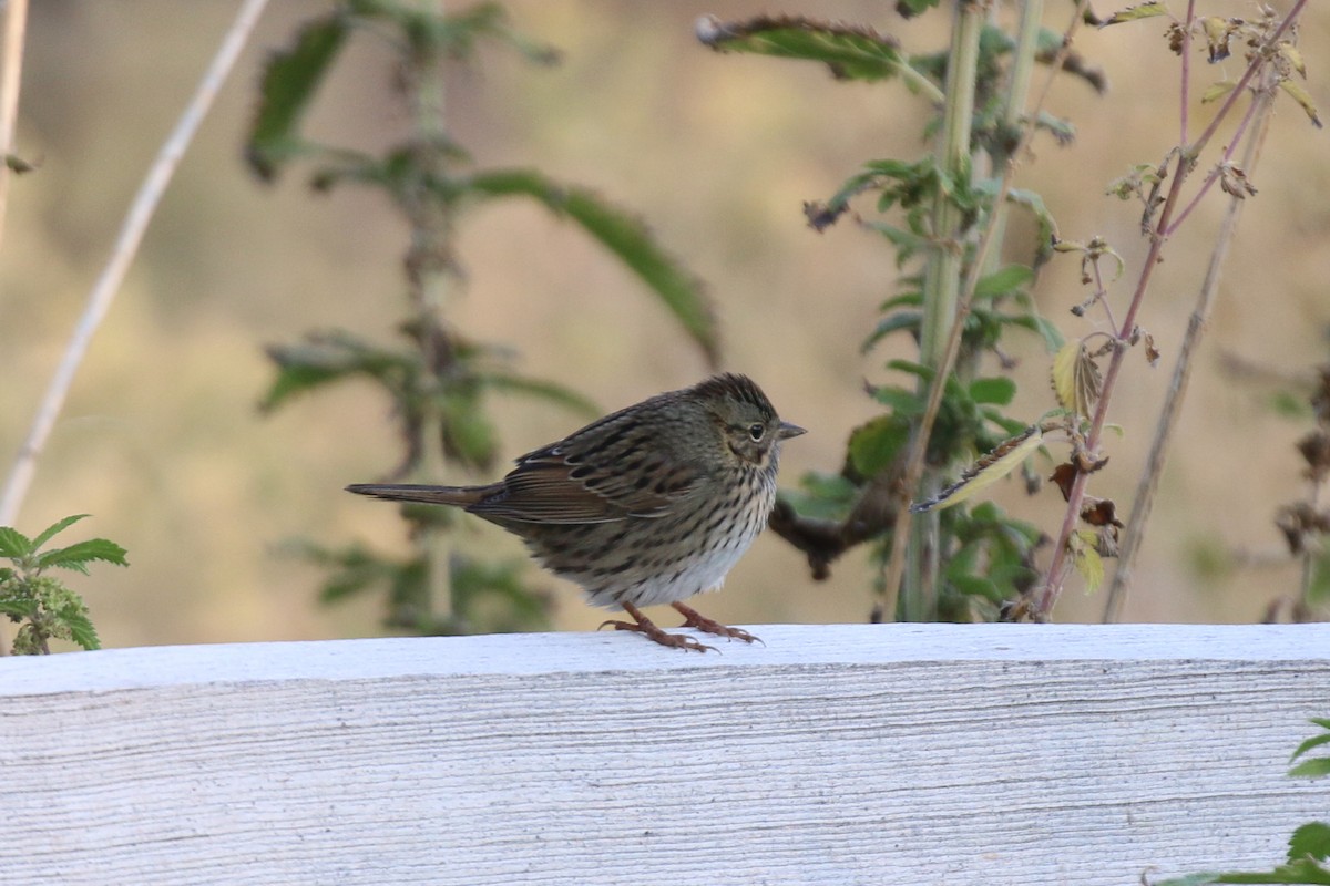 Lincoln's Sparrow - ML274896871