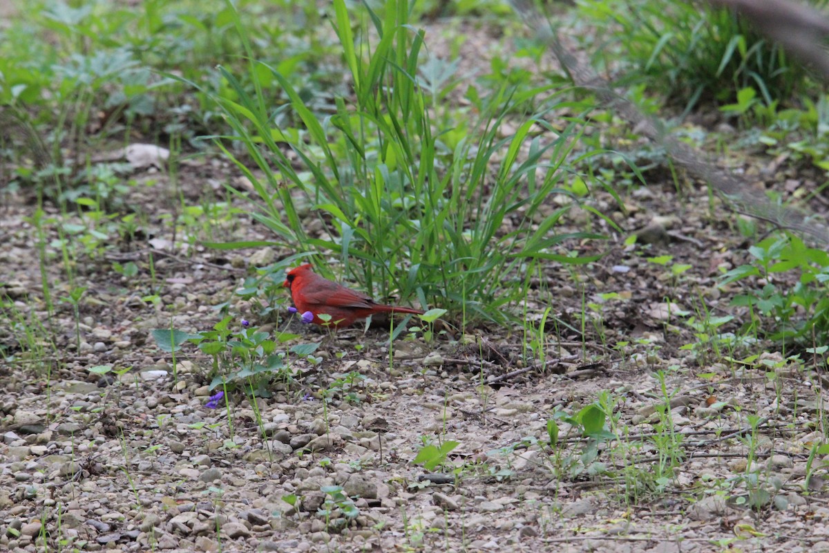 Northern Cardinal - ML27489991