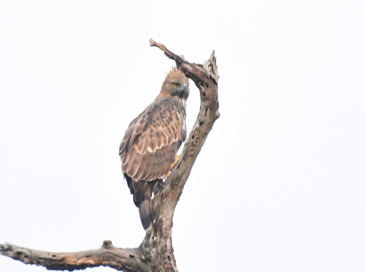 Changeable Hawk-Eagle (Crested) - Kausthubh K Nair