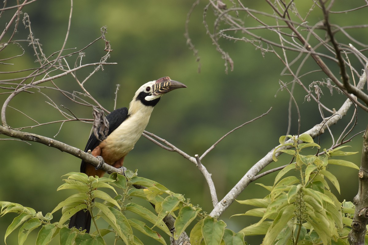 Visayan Hornbill - ML274902121