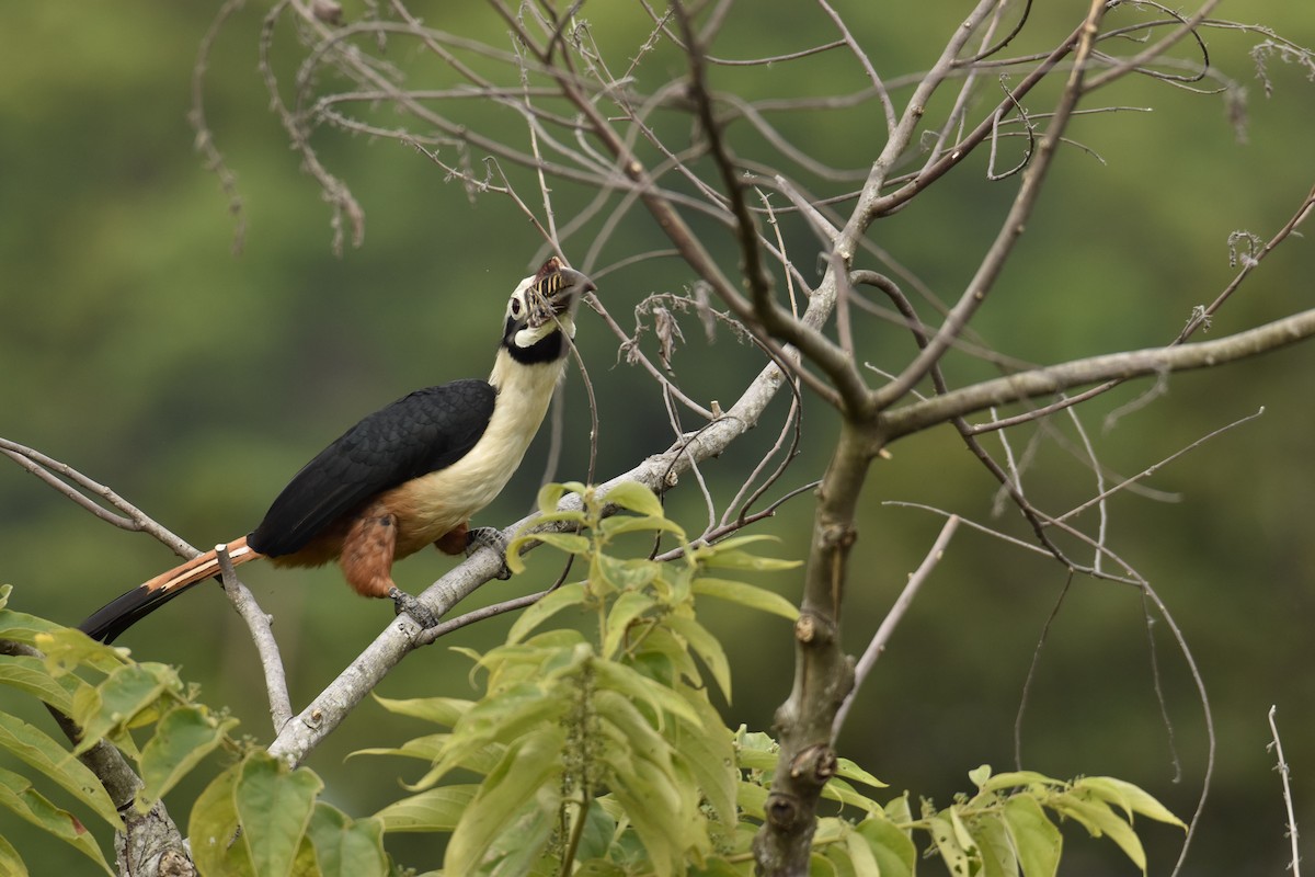 Visayan Hornbill - ML274902131