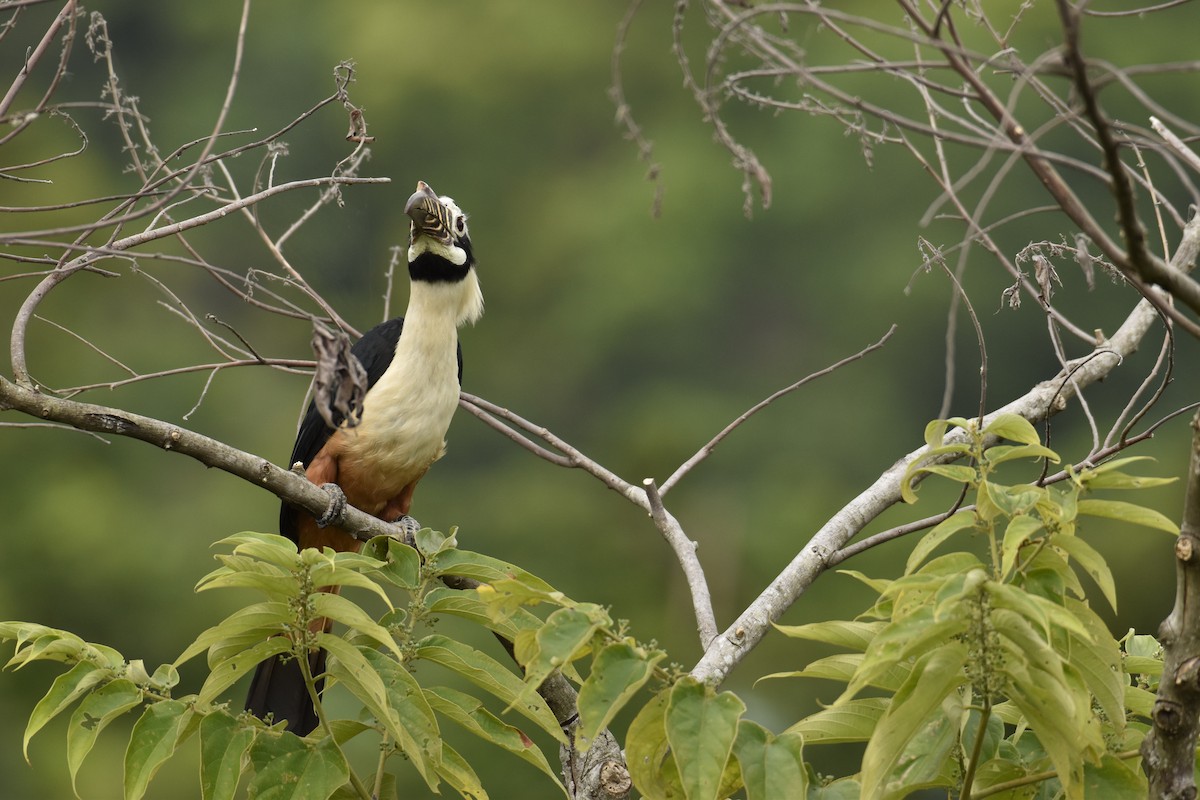 Visayan Hornbill - ML274902141