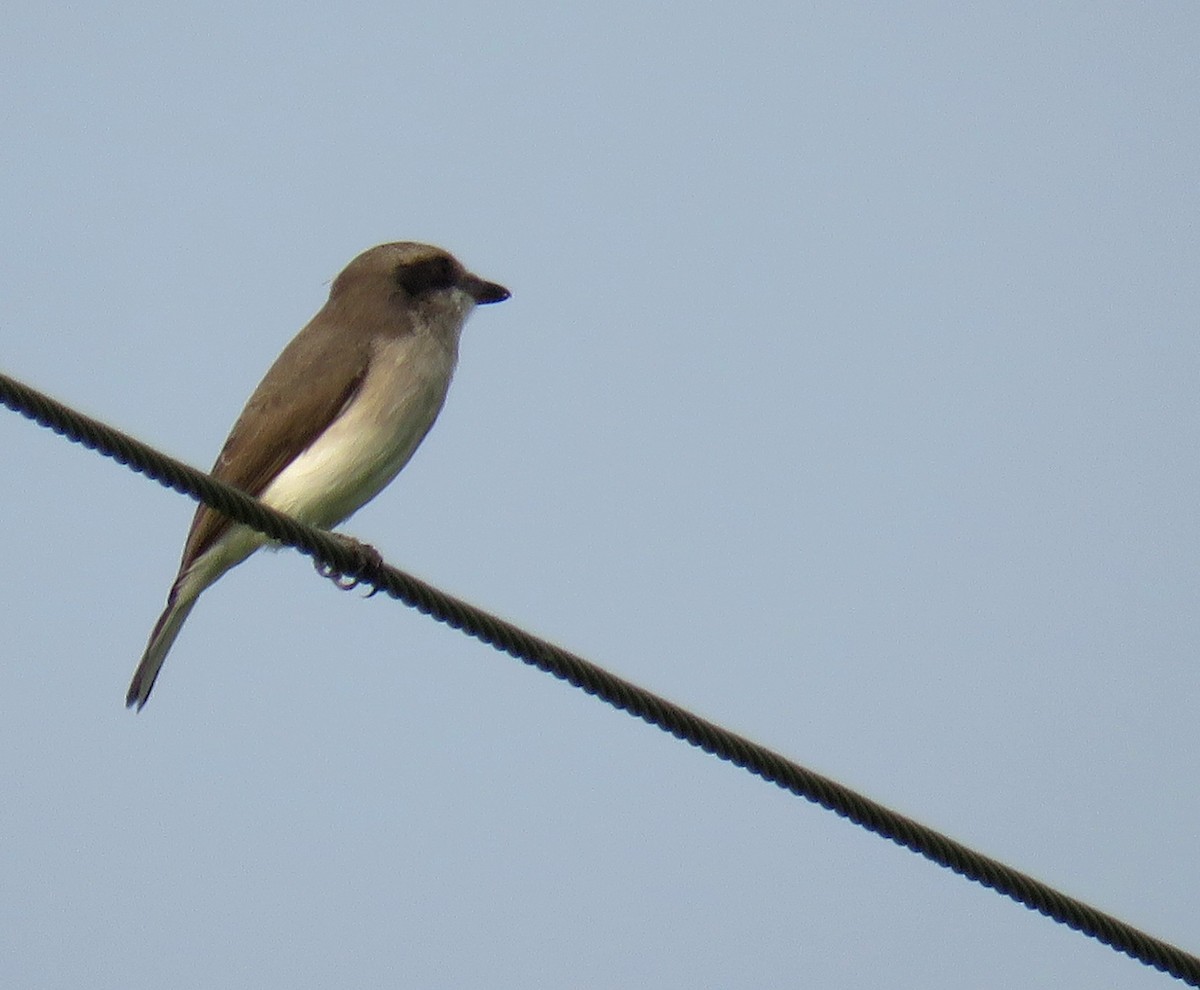 Common Woodshrike - ML274903671