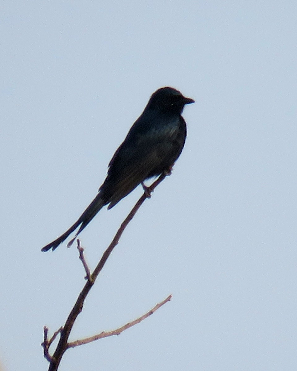 Black Drongo - Santharam V