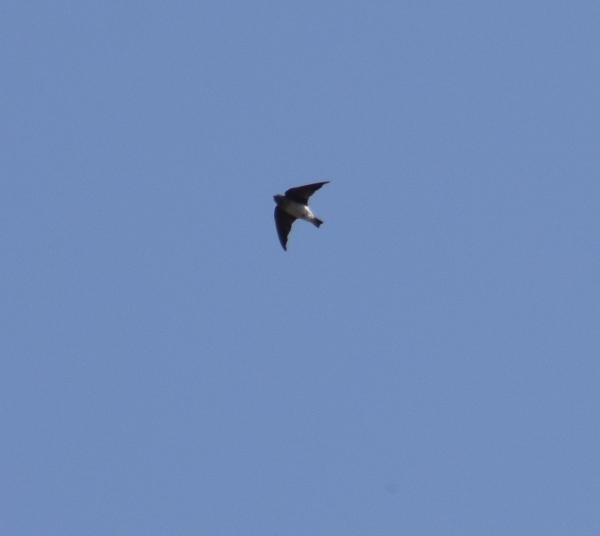 swallow sp. - Divakaran Avinash