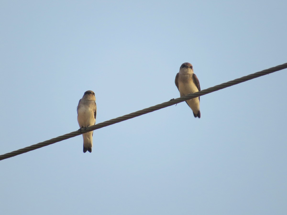 Gray-throated Martin - ML274906081