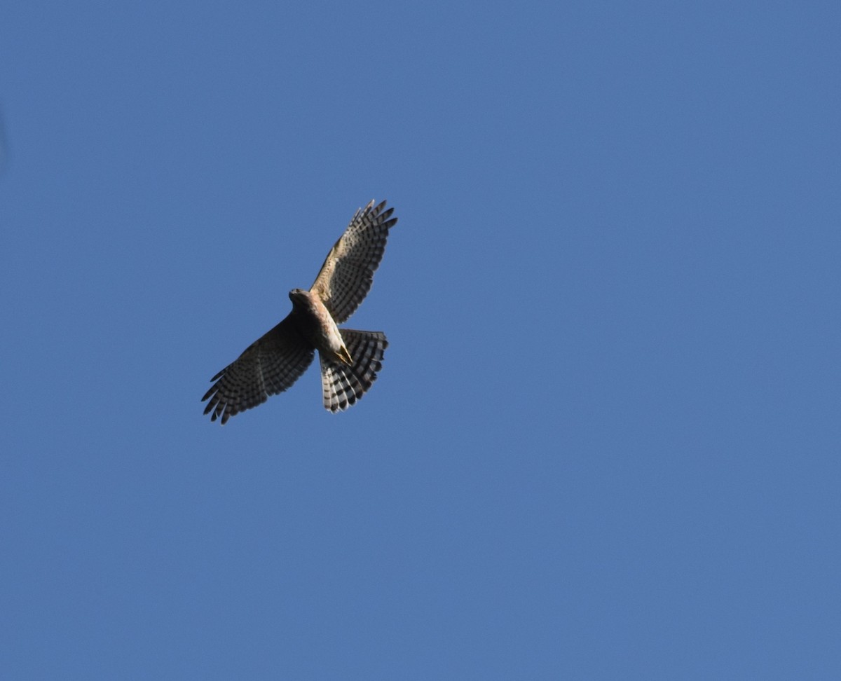 tanımsız Accipiter sp. - ML274906691