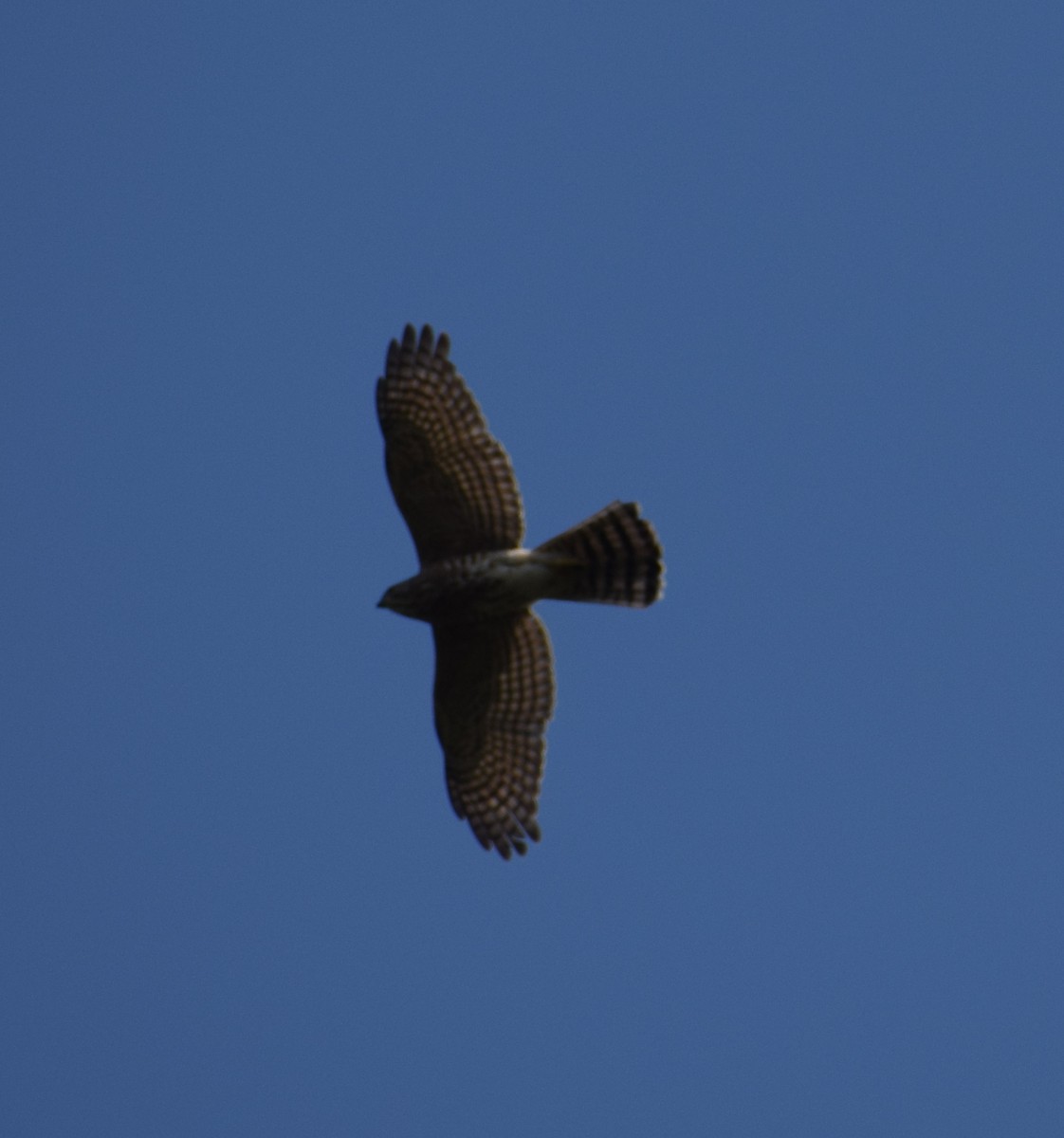 tanımsız Accipiter sp. - ML274906701