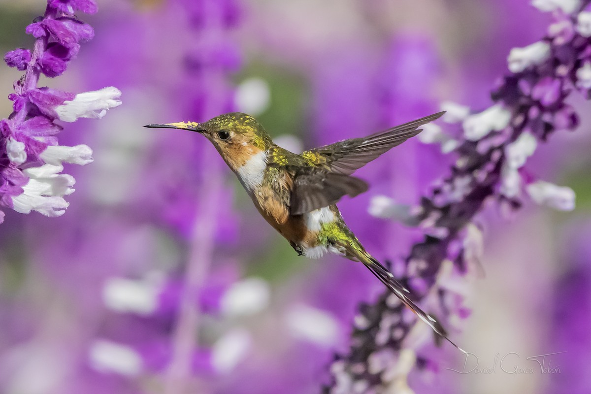 Sparkling-tailed Hummingbird - Daniel Garza Tobón