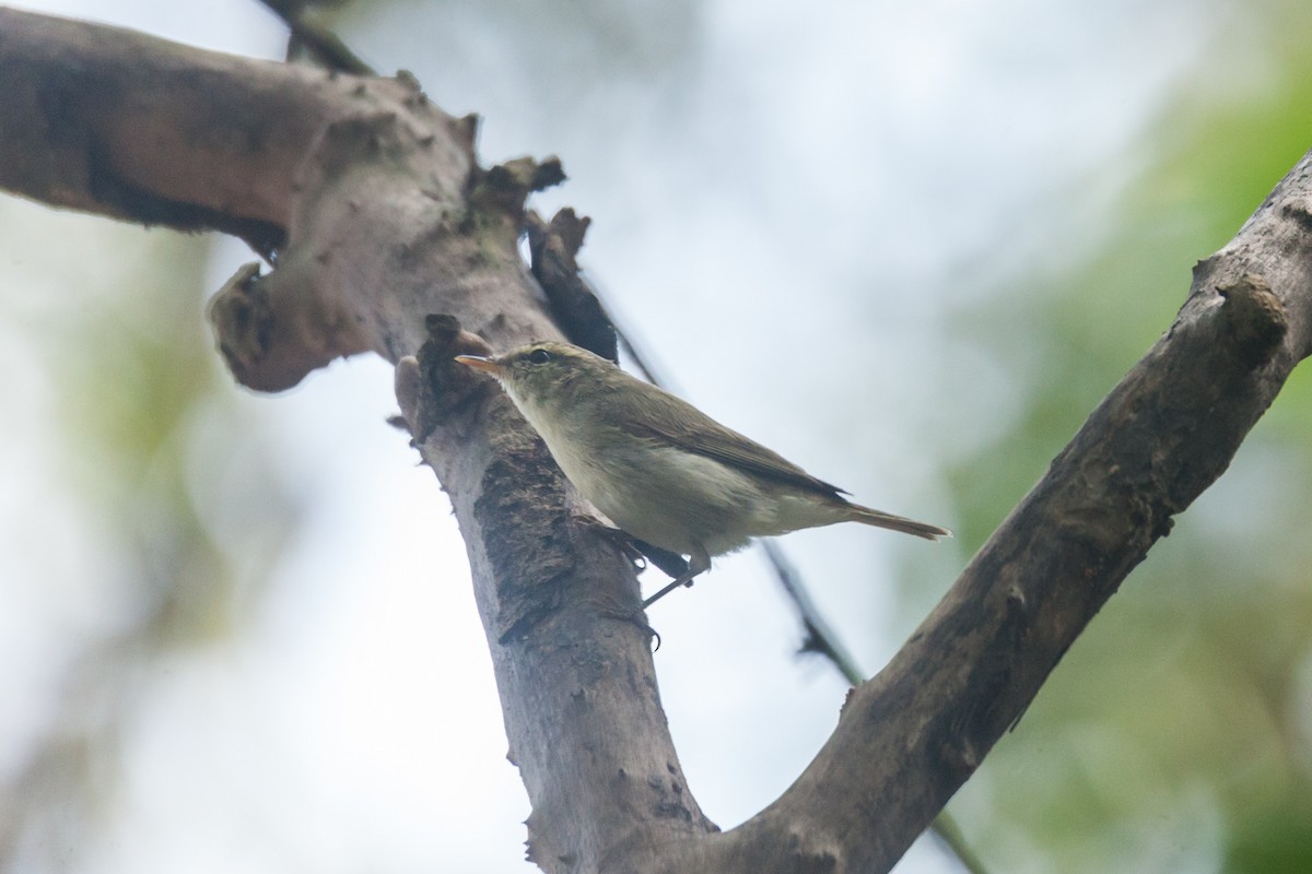 Greenish Warbler - Adhithyan NK