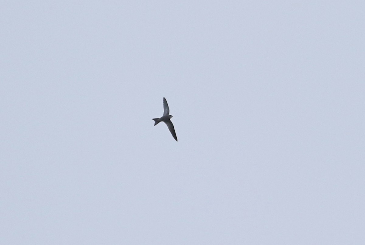 Pallid Swift - ML274910651