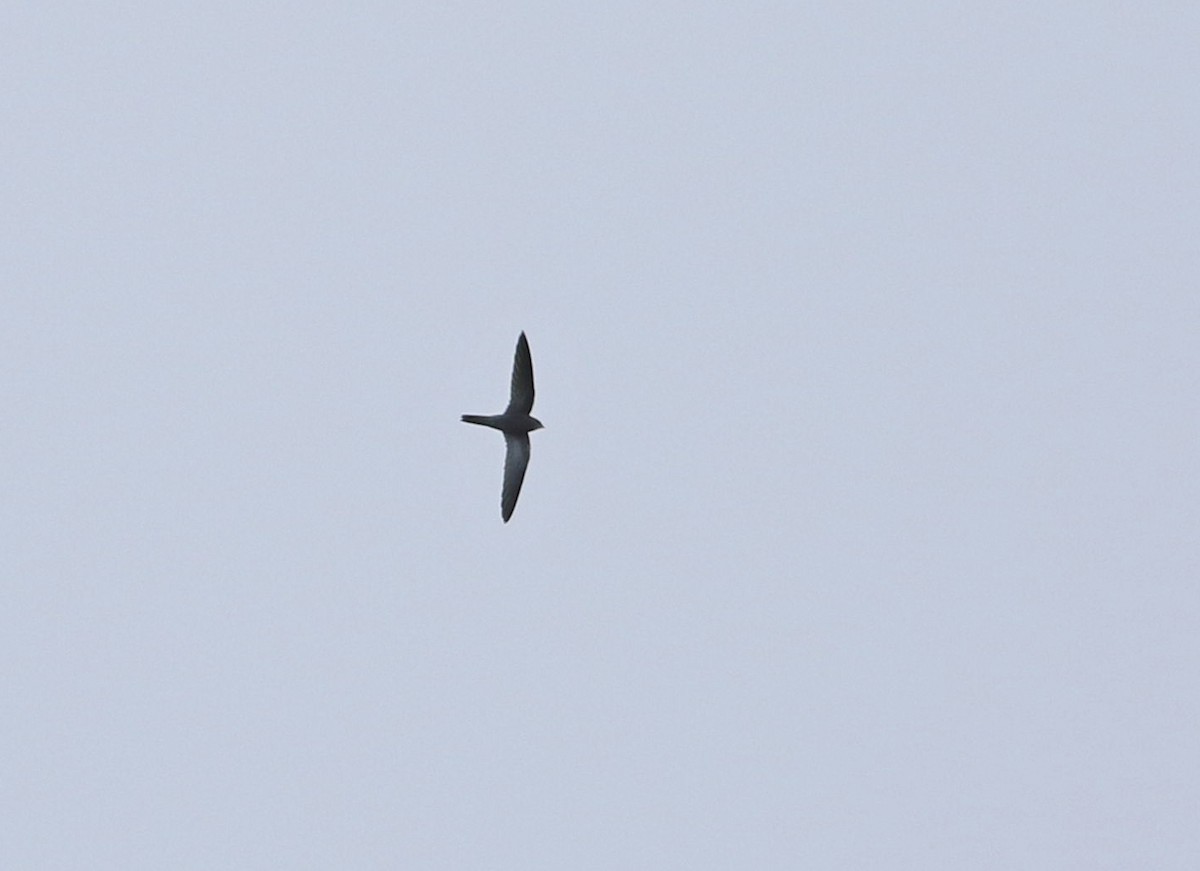 Pallid Swift - ML274910661