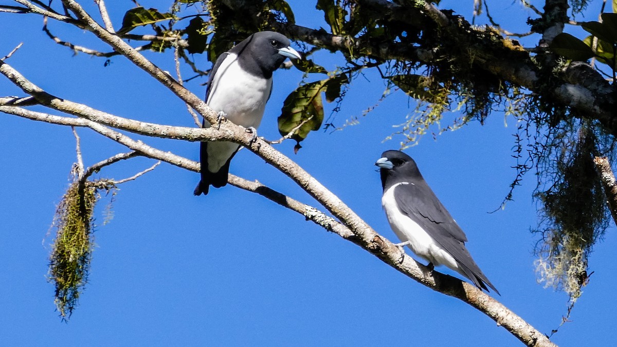 Great Woodswallow - ML274912871