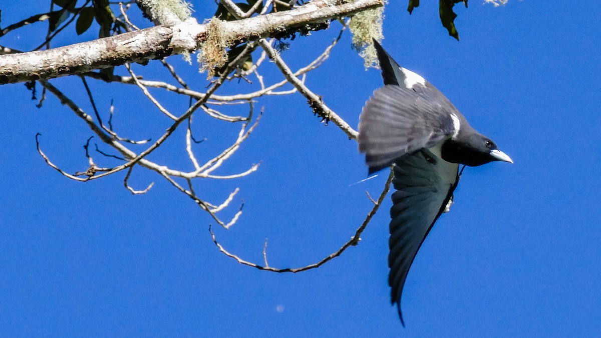 Great Woodswallow - Marc Junio