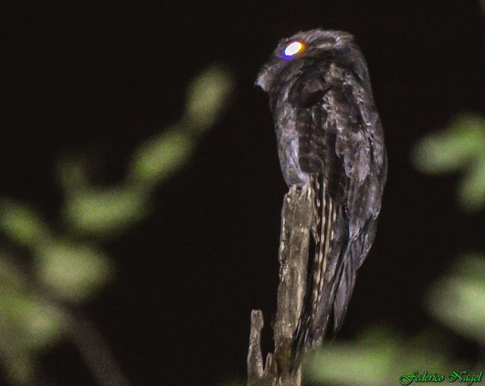 Common Potoo - ML274913851