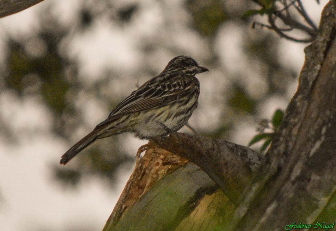 Streaked Flycatcher - ML274913981