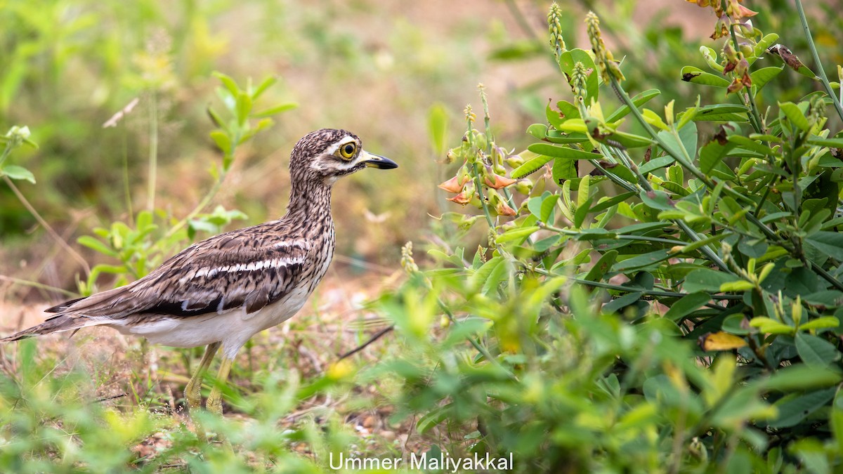 Indian Thick-knee - ML274914281