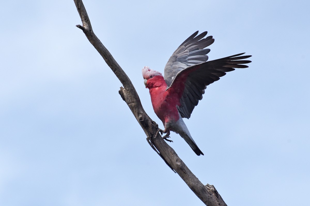 Galah - ML274914671