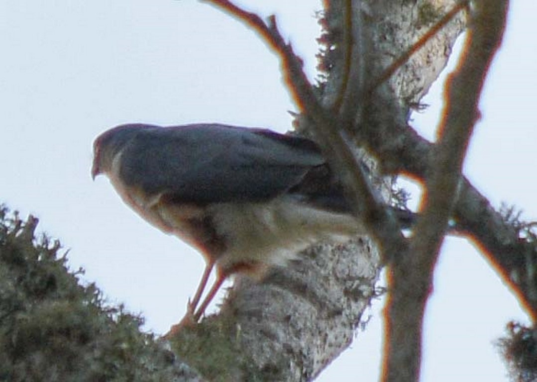 Sharp-shinned Hawk - ML274915191