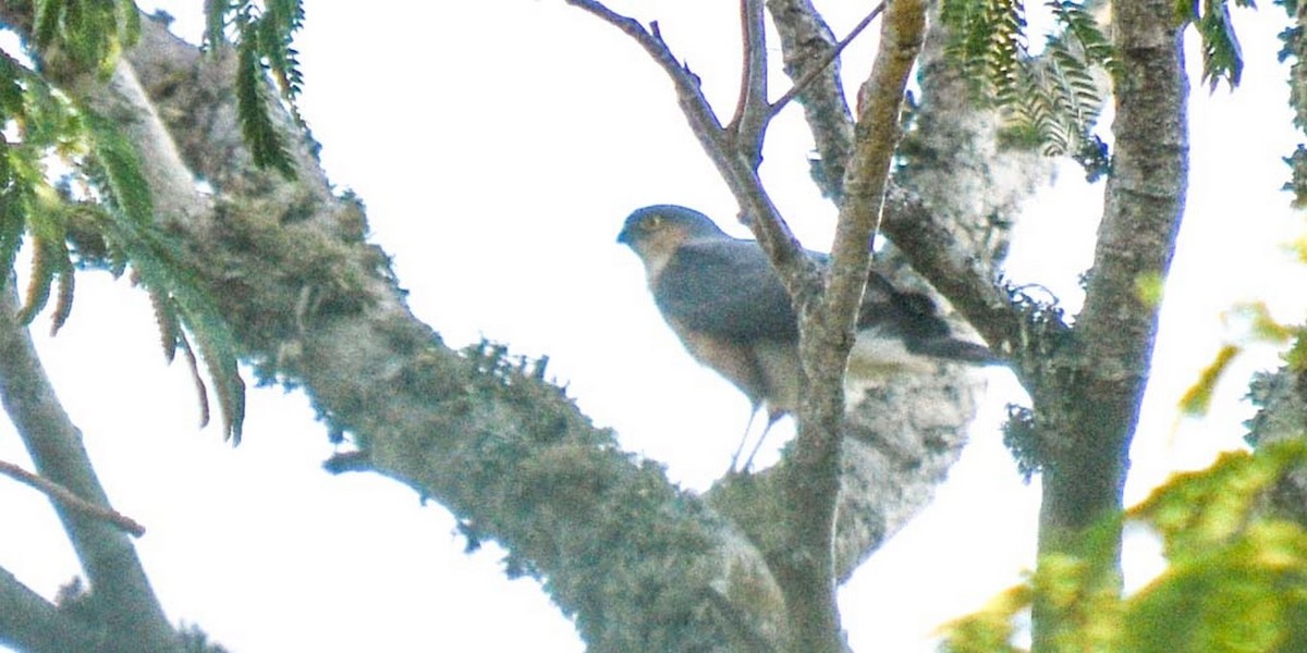 Sharp-shinned Hawk - ML274915211