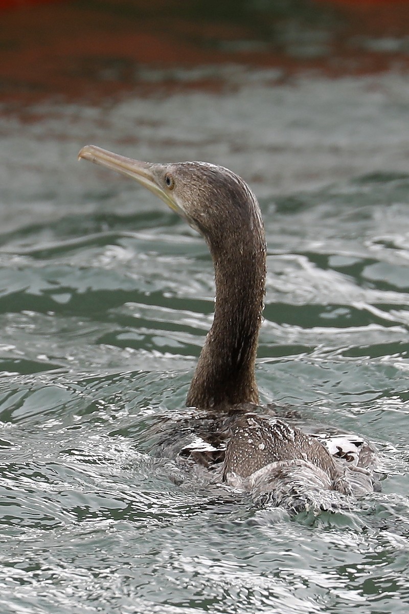 Socotra Cormorant - ML274915231