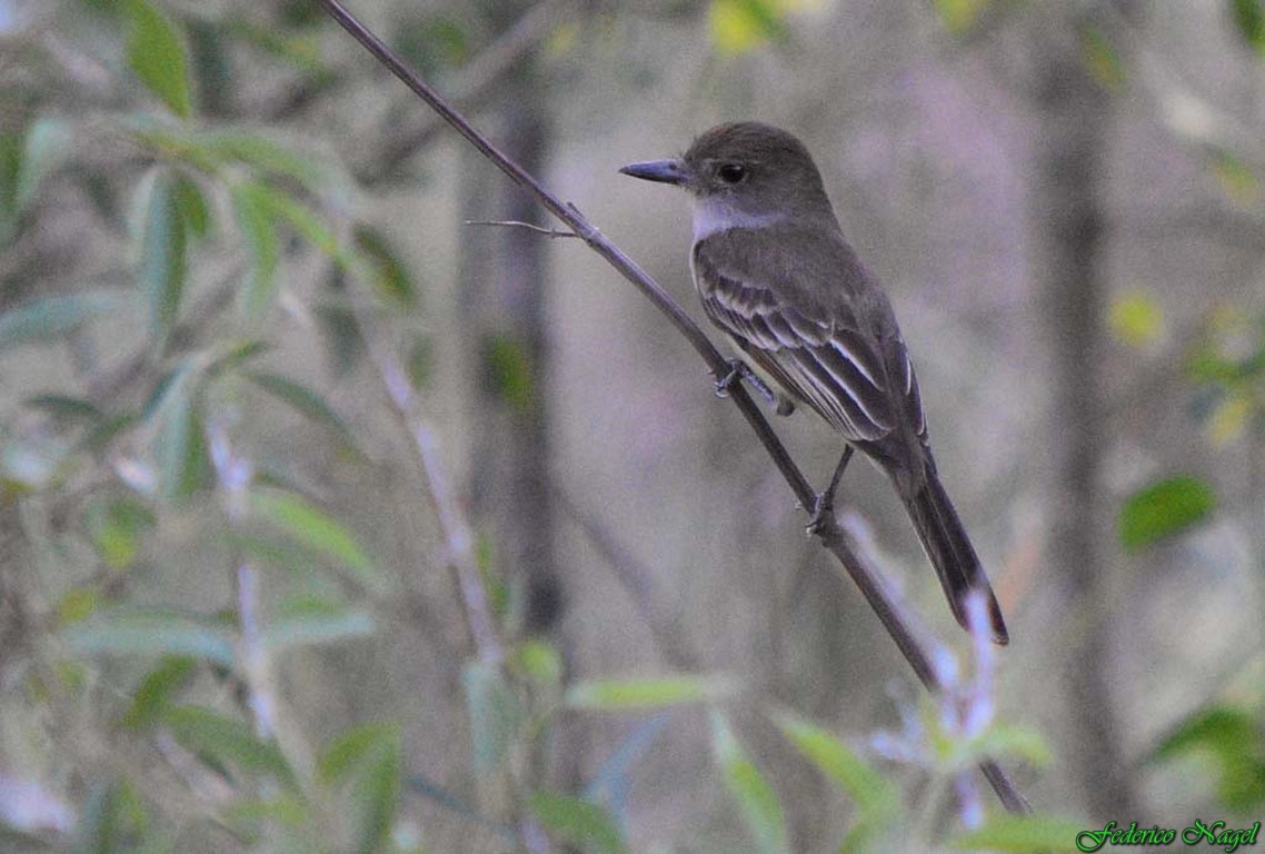 Brown-crested Flycatcher - ML274915571