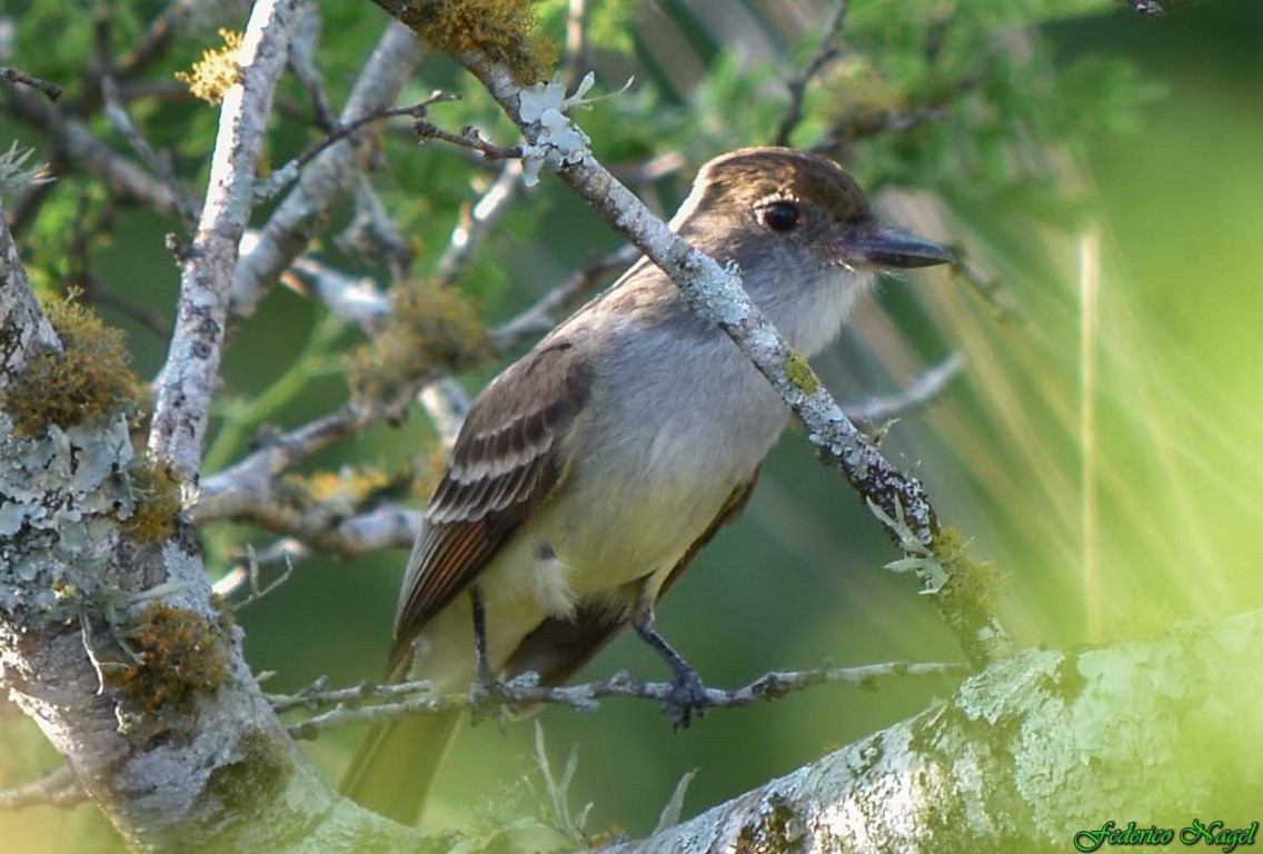 Brown-crested Flycatcher - ML274915581