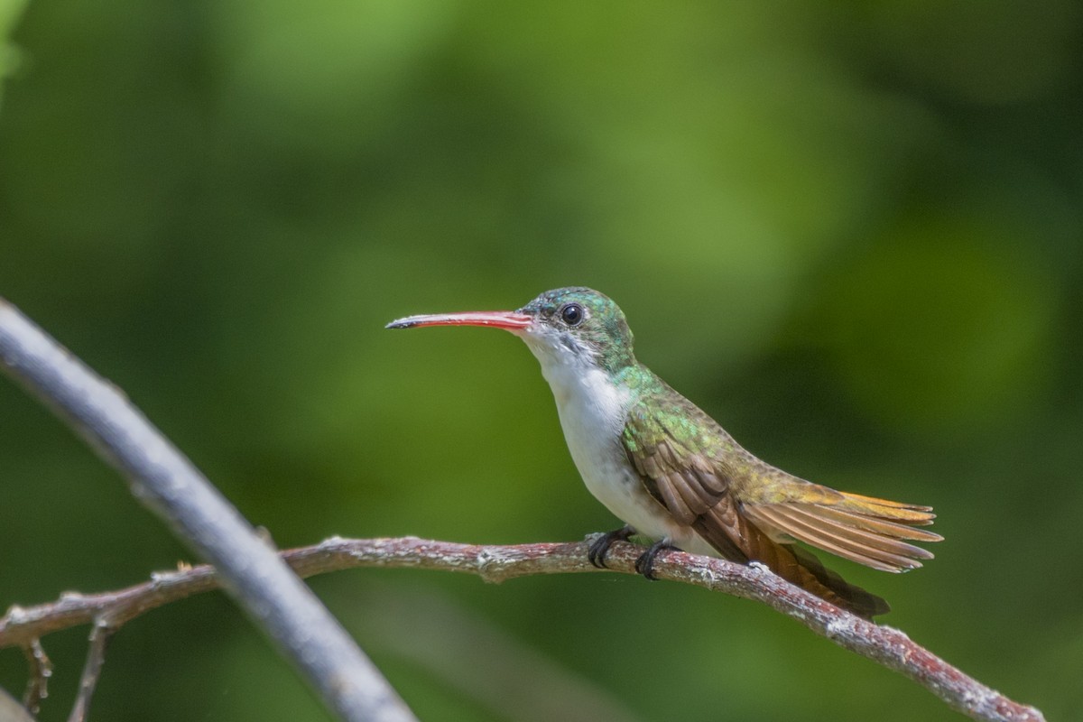 Green-fronted Hummingbird - Daniel  Garza Tobón