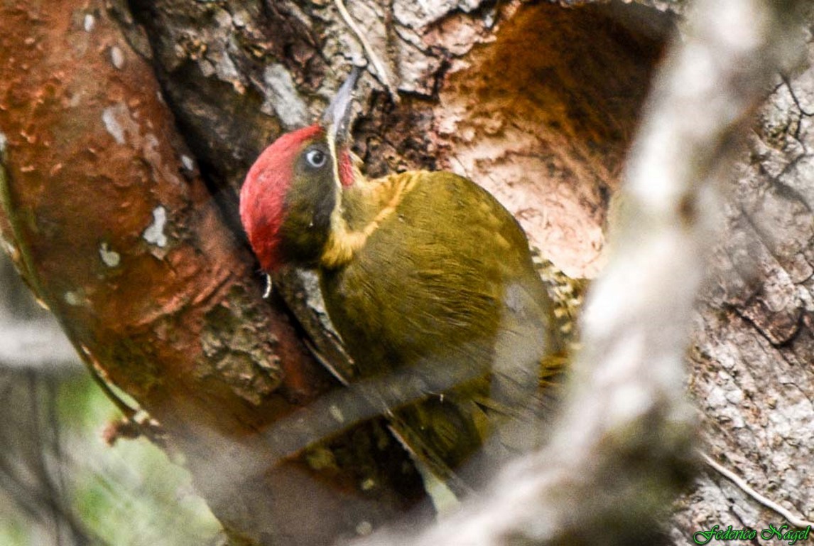 Golden-green Woodpecker - ML274916631