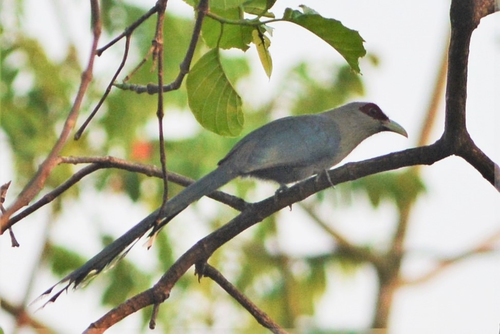 Green-billed Malkoha - ML27491701