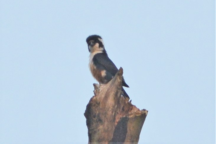 Black-thighed Falconet - ML27491731