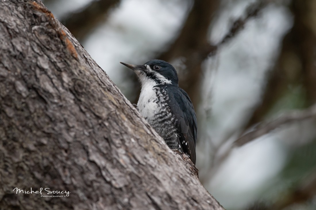 Black-backed Woodpecker - Michel Soucy