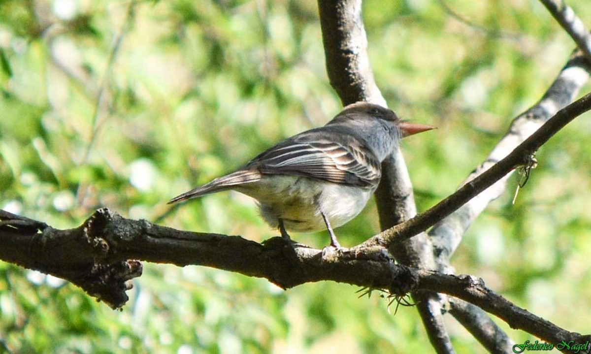 Swainson's Flycatcher - ML274918021