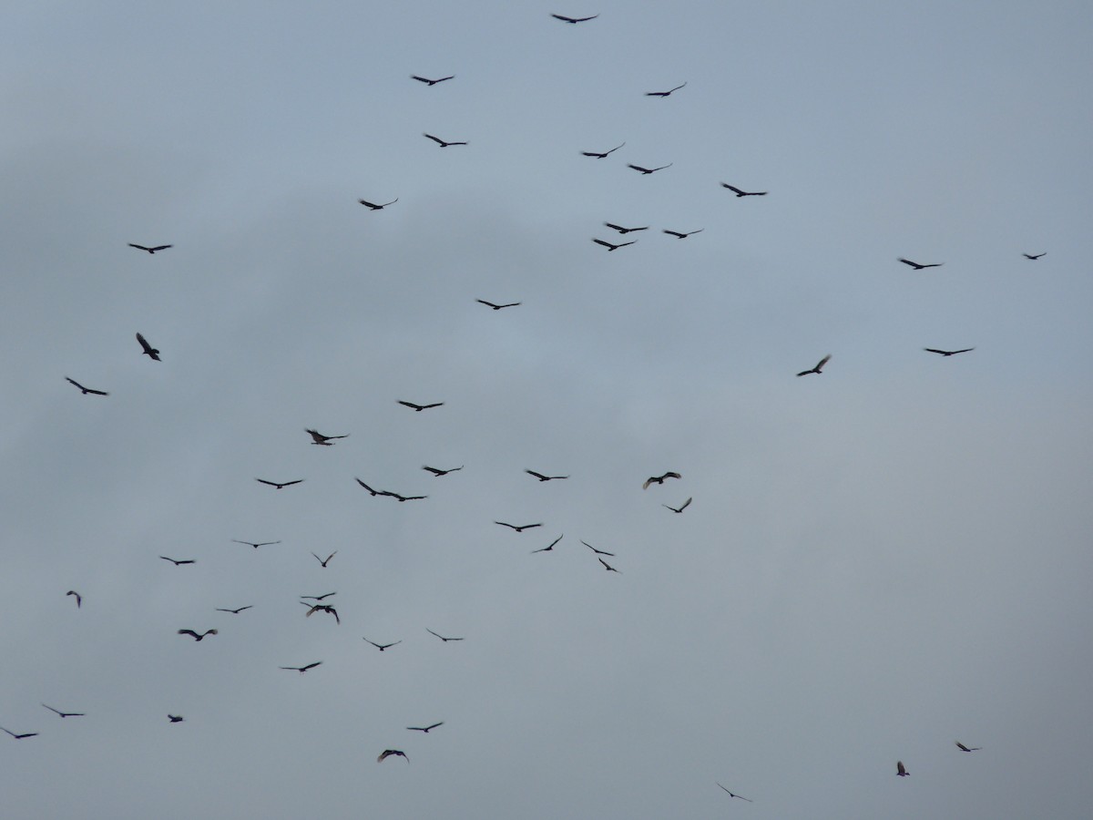 Turkey Vulture - ML274918301