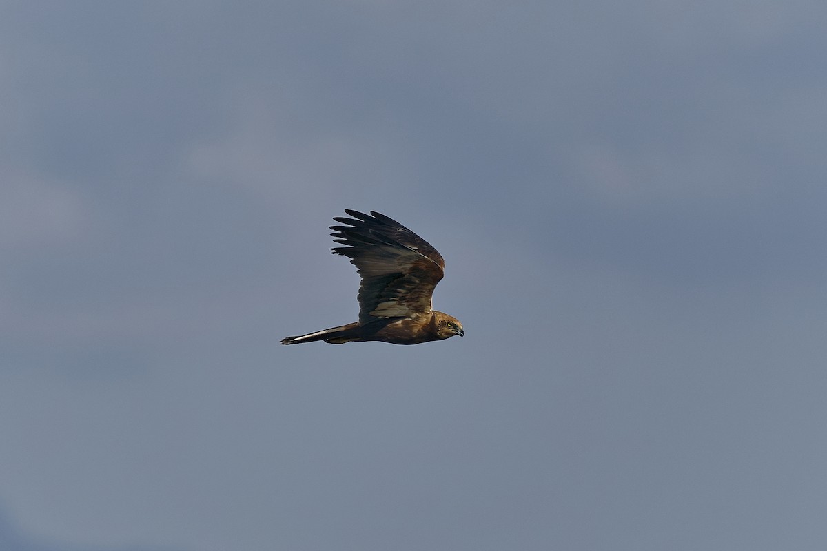 Western Marsh Harrier - Holger Teichmann