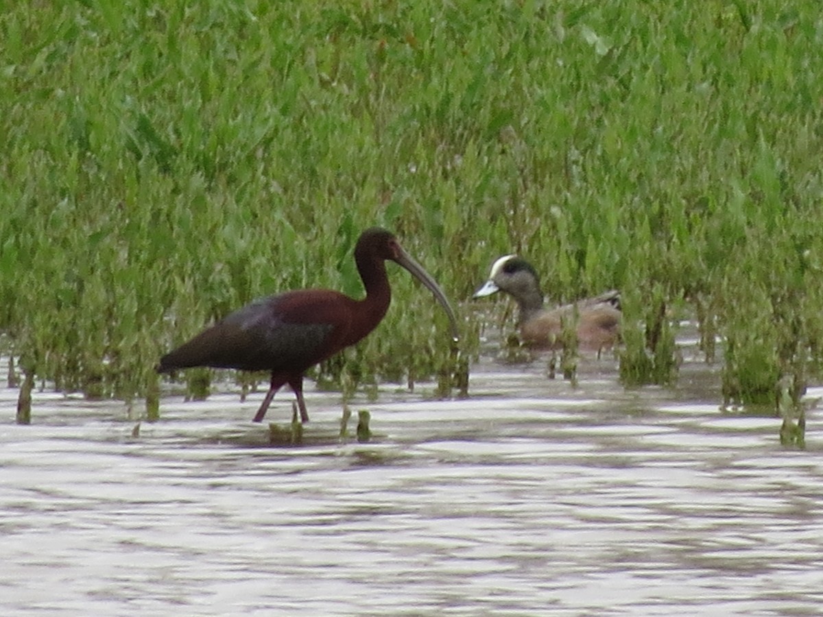 White-faced Ibis - ML27492071