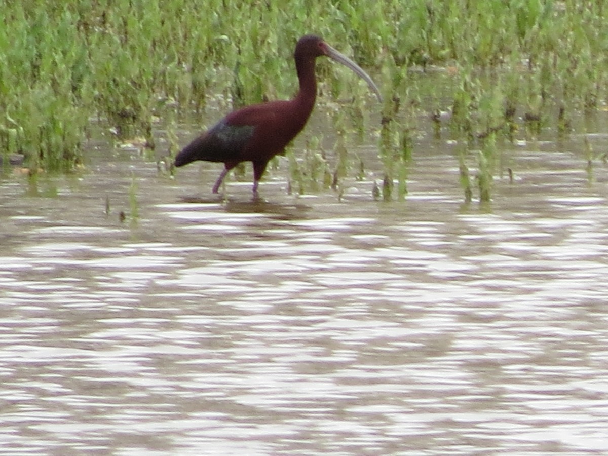 White-faced Ibis - ML27492081