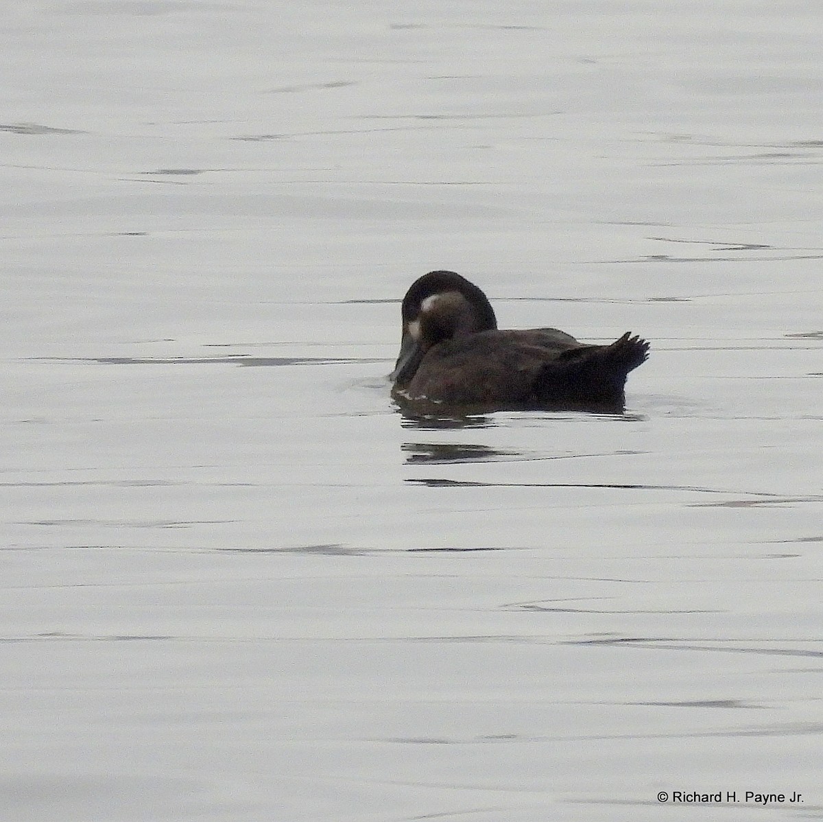 Surf Scoter - Richard Payne