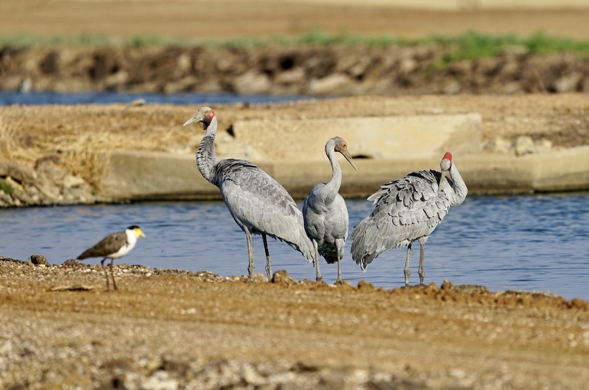 Brolga - ML274921271