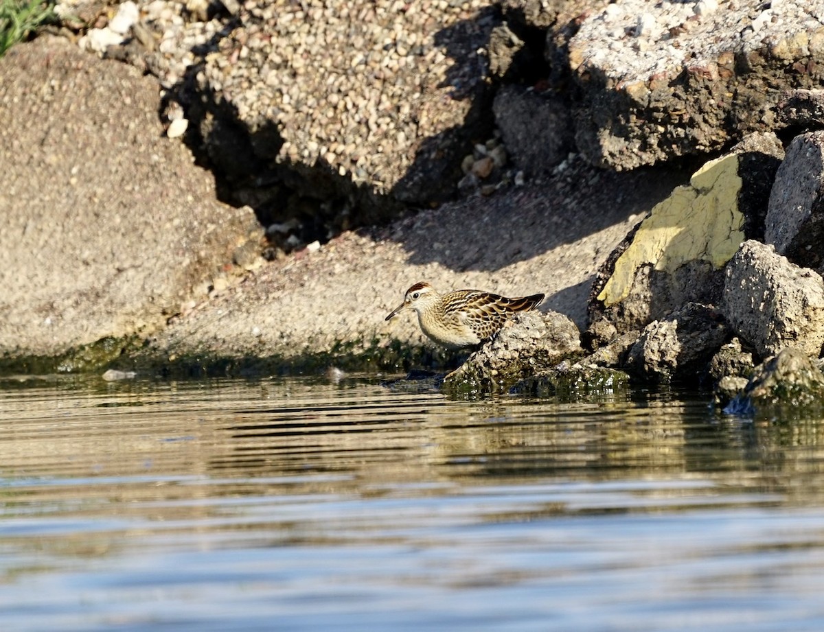 Sharp-tailed Sandpiper - ML274921361