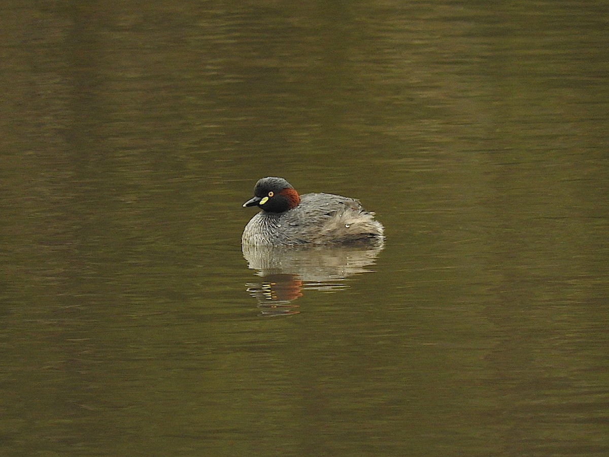 Australasian Grebe - George Vaughan