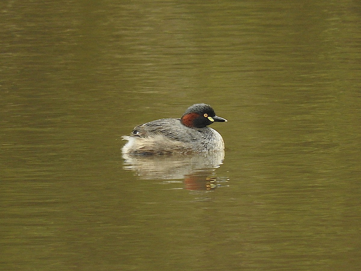 Australasian Grebe - George Vaughan