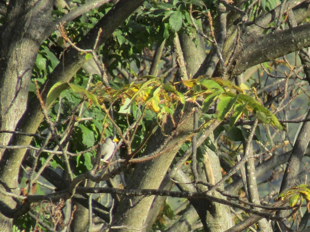 Japanese Grosbeak - ML274923051