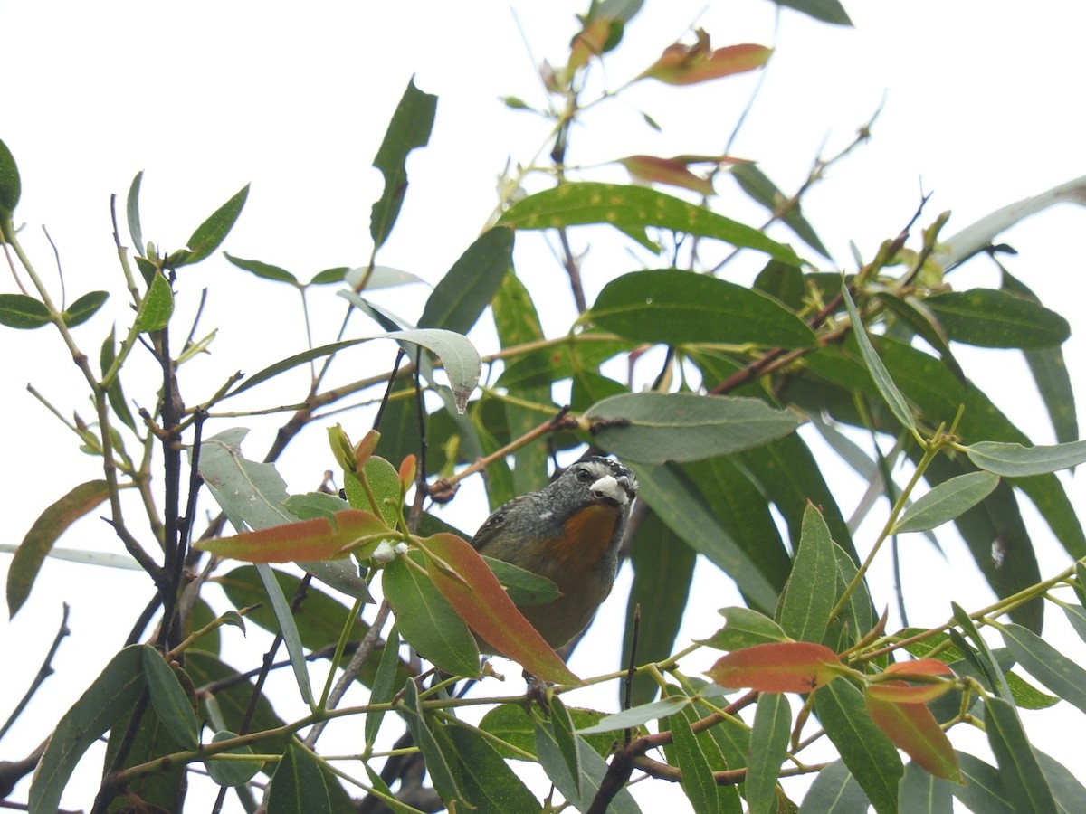 Spotted Pardalote - George Vaughan